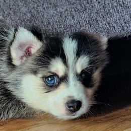 Pomsky Puppies from Nebula Ranch Pomskies
