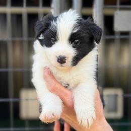 Bane - Black and white male Border Collie puppy in Kalispell, Montana from North Fork Border Collies