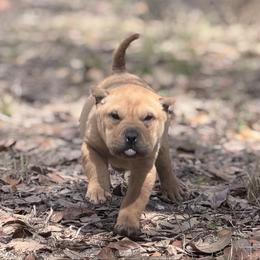 Spider - Fawn male Chinese Shar-Pei puppy in Lehigh Acres, Florida from Florida Wrinkles