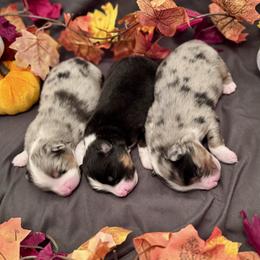 Miniature American Shepherd puppies from Paris Miniature Americans