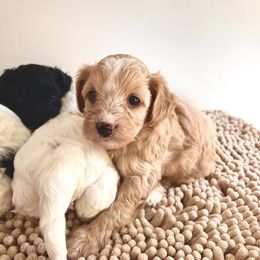 Girl 1 - Golden female Cockapoo puppy in Birdsboro, Pennsylvania from Cooper Family Cockapoos