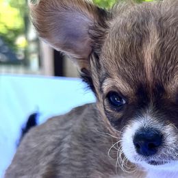 Chihuahuas from Rosemont Chis