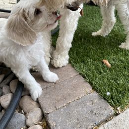 Australian Cobberdog Puppies from Mud Pies Australian Cobberdogs