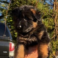 1st Pick - Black and red female German Shepherd puppy in Snohomish, Washington from Wataha Shepherds