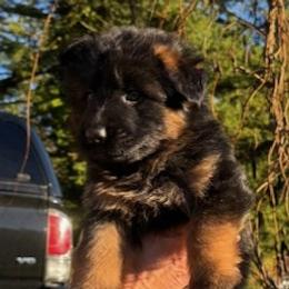 1st Pick - Black and red female German Shepherd puppy in Snohomish, Washington from Wataha Shepherds
