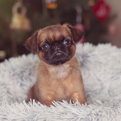 Brussels Griffons from Oltann Griffons