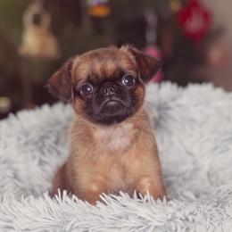 Brussels Griffons from Oltann Griffons