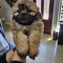Green collar - Brindle male Shih Tzu puppy in Needville, Texas from Precious Moments Shih Tzu