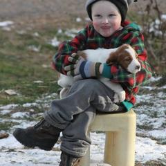 Clumber Spaniel and Irish Red and White Setter Puppies from NyaStar & Chequamegon