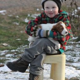 Clumber Spaniel and Irish Red and White Setter Puppies from NyaStar & Chequamegon