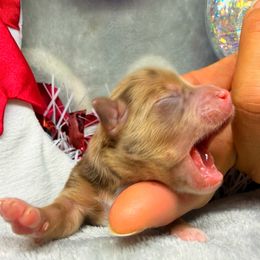 Dusty - Merle male Chihuahua puppy in Palm Coast, Florida from Fiesta Pups