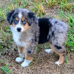 Thor - Blue merle male Toy Australian Shepherd puppy in Denmark, South Carolina from Rustic Rose Toy Australian Shepherds