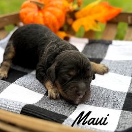 Maui - Black and tan male Cockapoo puppy in Clinton, Oklahoma from Enchanted Spaniels