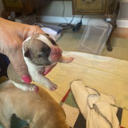 French Bulldog Puppies from Letitia's French Bulldogs
