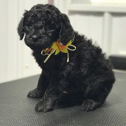 Olde English Bulldogge and Poodle Puppies from Valors Clutch Bulldogges