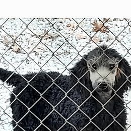 Girl yellow collar - Phantom Poodle puppy in Kentucky from Penny's Puppy Palace