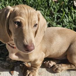 Dachshunds from Sunkissed Doxies