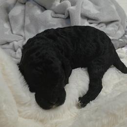 Orange collar - Black male Goldendoodle puppy in Sanderson, Florida from Serenity Goldendoodles
