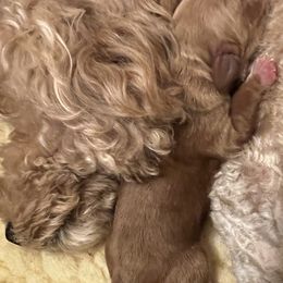 Goldendoodles from Scherrer Sweet Goldendoodles