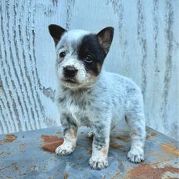 Boy 4 - Blue male Australian Cattle Dog puppy in Hurley, Virginia from BoardCamp Kennels-AKC Australian Cattle Dogs