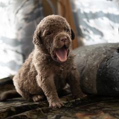 Chesapeake Bay Retrievers from Dusty Rose Chesapeakes