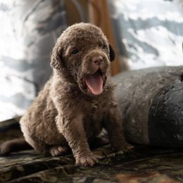 Chesapeake Bay Retrievers from Dusty Rose Chesapeakes