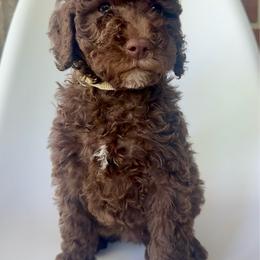 Muffin - Chocolate female Goldendoodle puppy in Pulaski, Tennessee from Doodle My Heart
