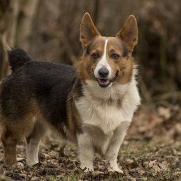 Ned - Pembroke Welsh Corgi