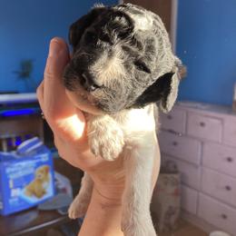 Poodle Puppies from Heart and Soul Standard Poodles