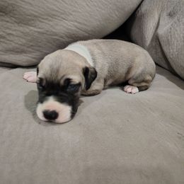 Fern - Fawn female Great Dane puppy in Marshall, Michigan from Dream K9