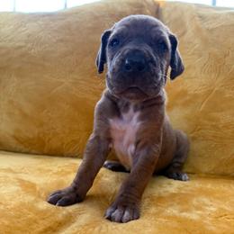 Betty Boop - Fawn female Great Dane puppy in Jerusalem, Arkansas from Mara Danes