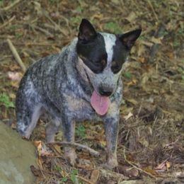 Paisley - Australian Cattle Dog
