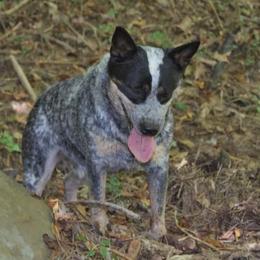 Paisley - Australian Cattle Dog