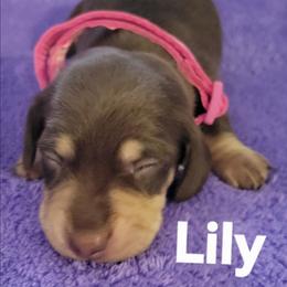 Lily - Chocolate and tan female Dachshund puppy in Onalaska, Texas from Weenies on the Lake