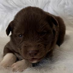 Girl 1 - Siberian Husky puppy in Jonesborough, Tennessee from Dry Creek Siberians
