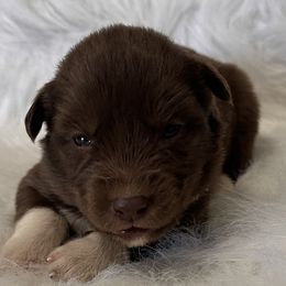 Girl 1 - Siberian Husky puppy in Jonesborough, Tennessee from Dry Creek Siberians