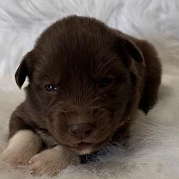 Girl 1 - Siberian Husky puppy in Jonesborough, Tennessee from Dry Creek Siberians