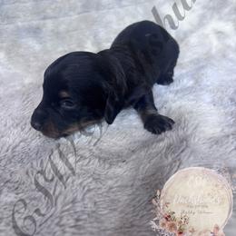 Milo - Black and tan male Dachshund puppy in Lufkin, Texas from CSW Dachshunds