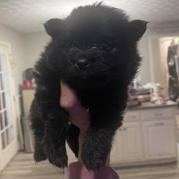 Solid black male - Black male Pomeranian puppy in Adairsville, Georgia from BE North GA Pomeranians