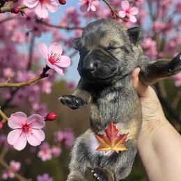 Potsie - Sable male German Shepherd puppy in Oakland, Oregon from VHM German Shepherds