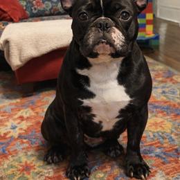 Dottie - French Bulldog