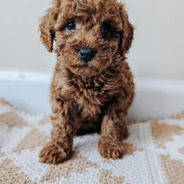 Scarlett - Apricot female Poodle puppy in Benton, Illinois from J & J Miniature Poodles