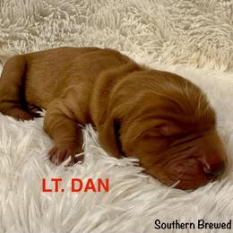 Lt. Dan - Dark golden male Golden Retriever puppy in Jonesboro, Arkansas from N. E. Arkansas Goldens and Doodles