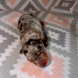 Daffodil - Blue merle female Australian Shepherd puppy in Clover, South Carolina from Jo’s Aussies