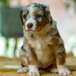 Ann - female Australian Mountain Doodle puppy in Cortez, Colorado from Sassy Pants Pups