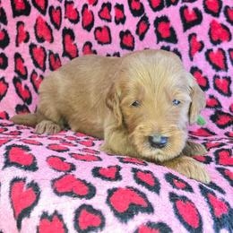 Lucas - Red  male Goldendoodle puppy in Georgetown, Tennessee from Georgetown Designer & Purebred Puppies