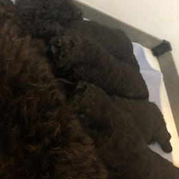 Poodle Puppies from Laminin Poodles