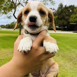 Cooper - Buff and white male Cocker Spaniel puppy in Santa Ana, California from American Cocker Spaniel
