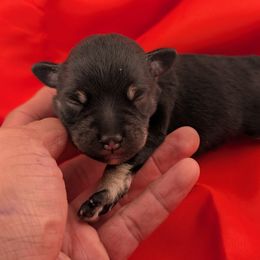 Boy 2 - male Miniature Schnauzer puppy in Cumming, Georgia from Bella Pups LLC