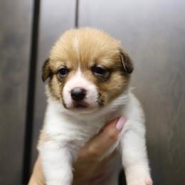 Girl 3 - Sable female Pembroke Welsh Corgi puppy in Ocala, Florida from Dolan Farms Corgis